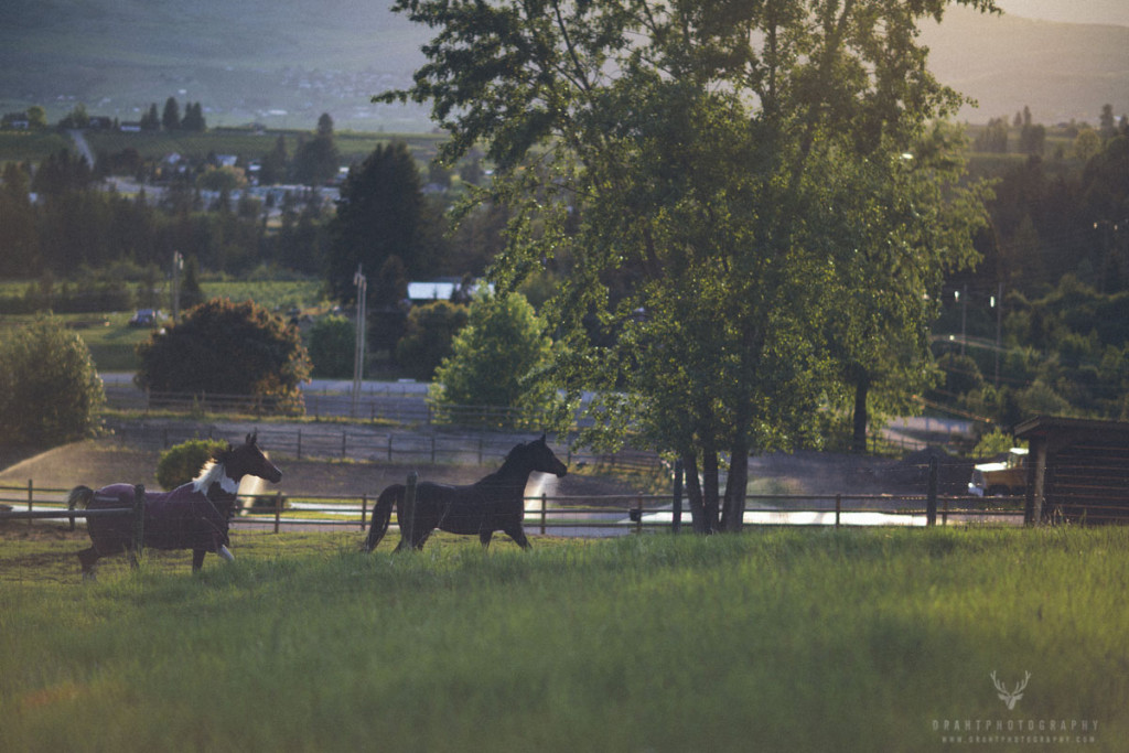 Few horses running around in Coldstream